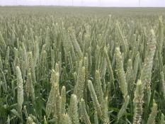 Triticale - SY TF 131 (Certified)